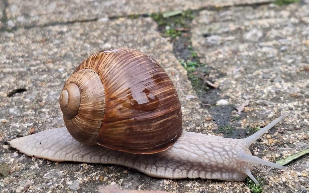 Huisoppasser: een gelaagd woord